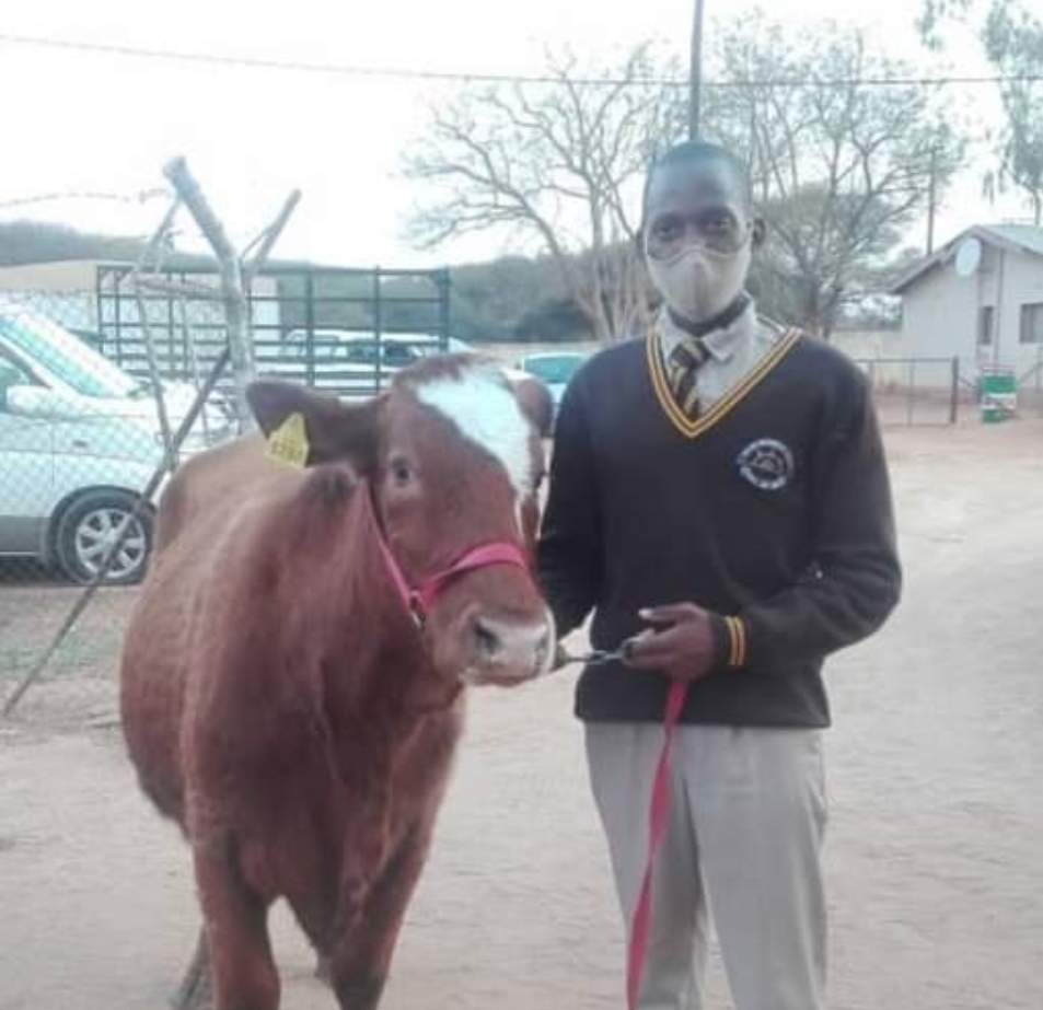 Best graduating secondary school student in Botswana gets a fat cow worth N800k for his achievement! Pictures👇