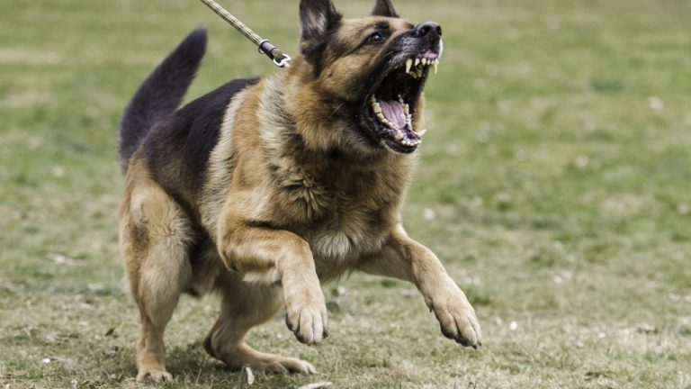 Man recounts how his dog, a German Shepherd attacked him and almost tore him to shreds! Pictures 👇