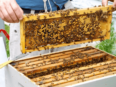How Nigeria can make $10b annually from Bee farming – Nigeria’s Envoy to US!