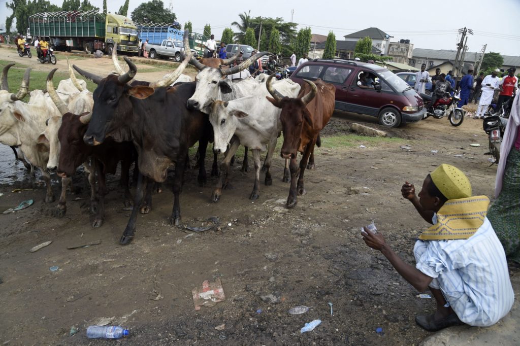 Miyetti Allah brands southern governors as jokers over ban on open grazing