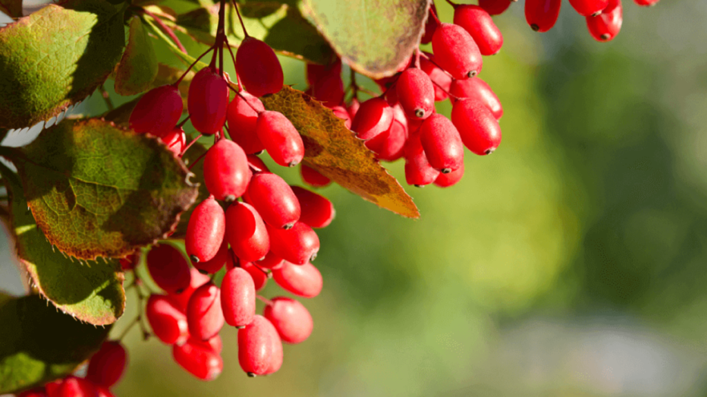 Berberine: All you need to know about diabetes supplement