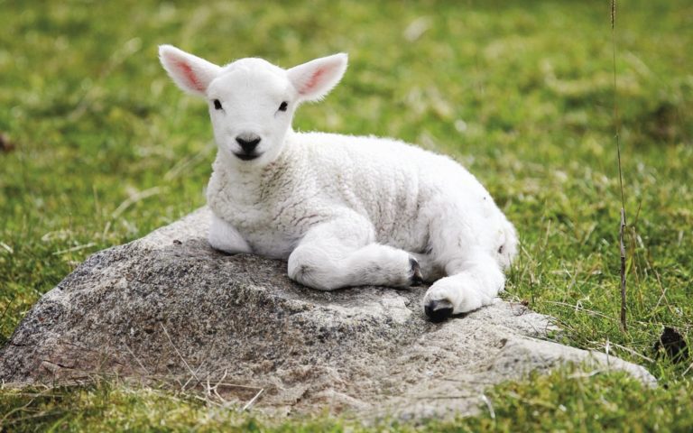 Baby Lamb: All you need to know about domesticated ruminant