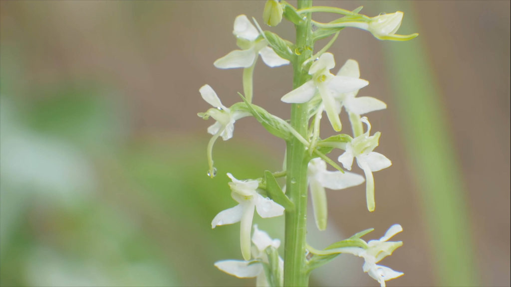 Butterfly orchid: All you need to know about these types of flowers