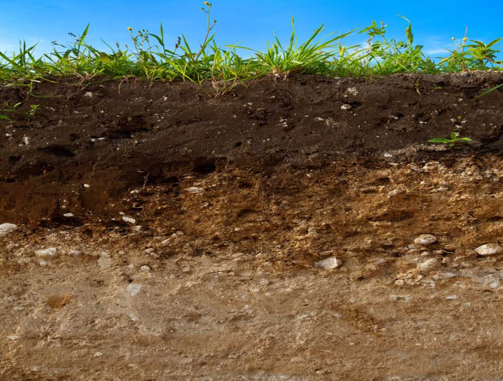E Horizon: All you need to know about the layer parallel to the soil surface