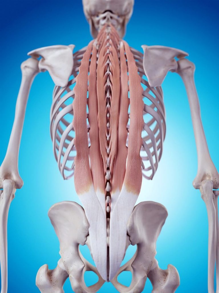 Iliocostalis: All you need to know about deep back muscle