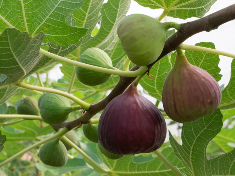 Smyrna Figs: All you need to know about the type of fig that requires pollination in order to produce fruit
