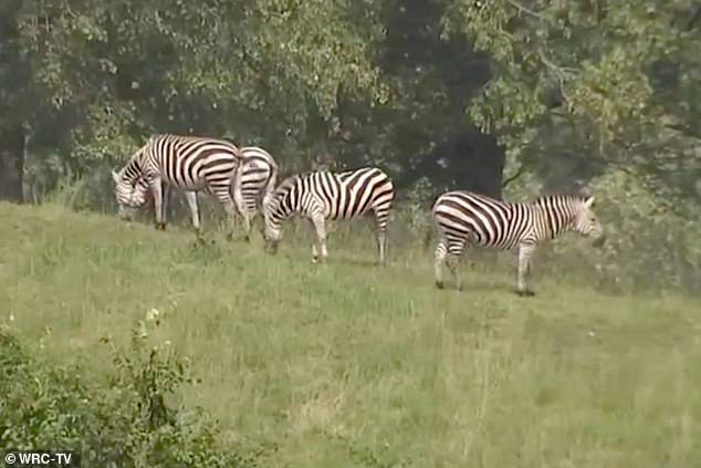 Owner of dozens of zebras on Maryland farm is charged with animal cruelty after three escaped