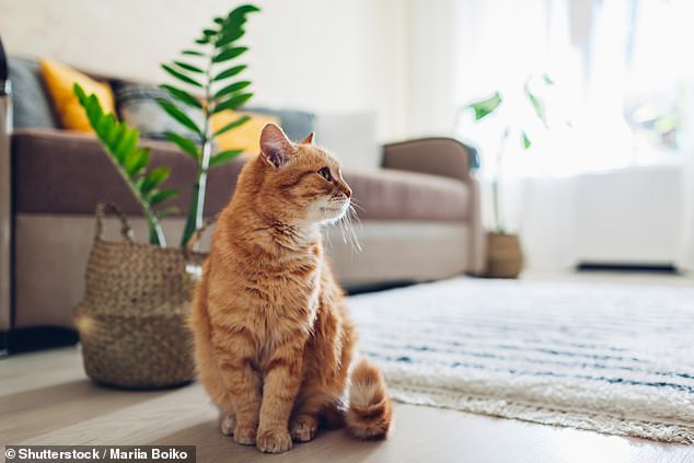 How chatting to your cat can make a purrfect pal (and what each of their ‘meows’ means) 