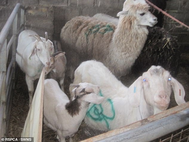 Horse trader who kept 171 animals in ‘disgraceful’ conditions on squalid farm jailed for 19 weeks