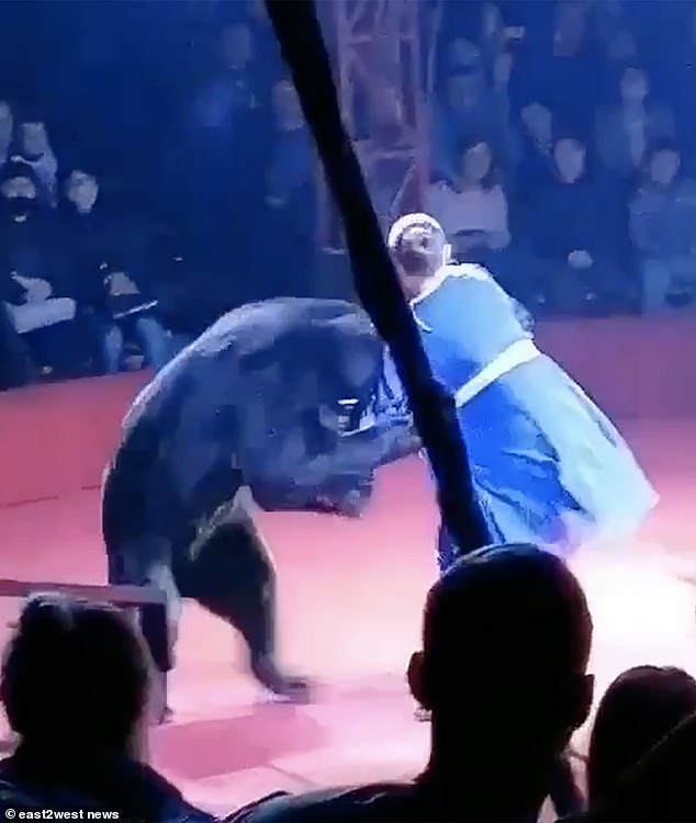 Terrifying moment ‘jealous’ brown bear mauls pregnant circus trainer in front of screaming children