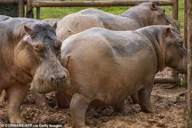 Pablo Escobar’s herd of hippos sterilised to end their existence in Colombia