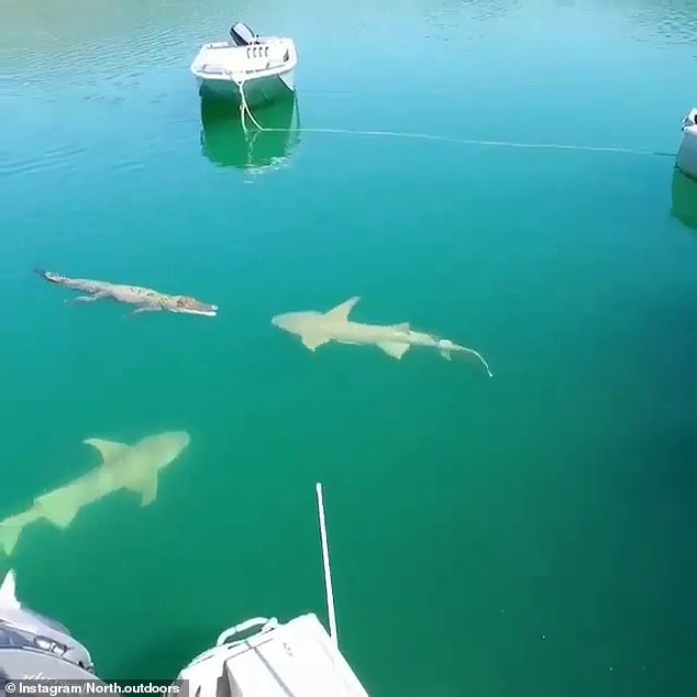 Dramatic stand-off between huge saltwater croc and two sharks in the Kimberley region of WA