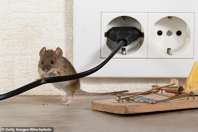 Up to 2,000 residents are left without internet after RATS chewed through broadband cables in Devon 