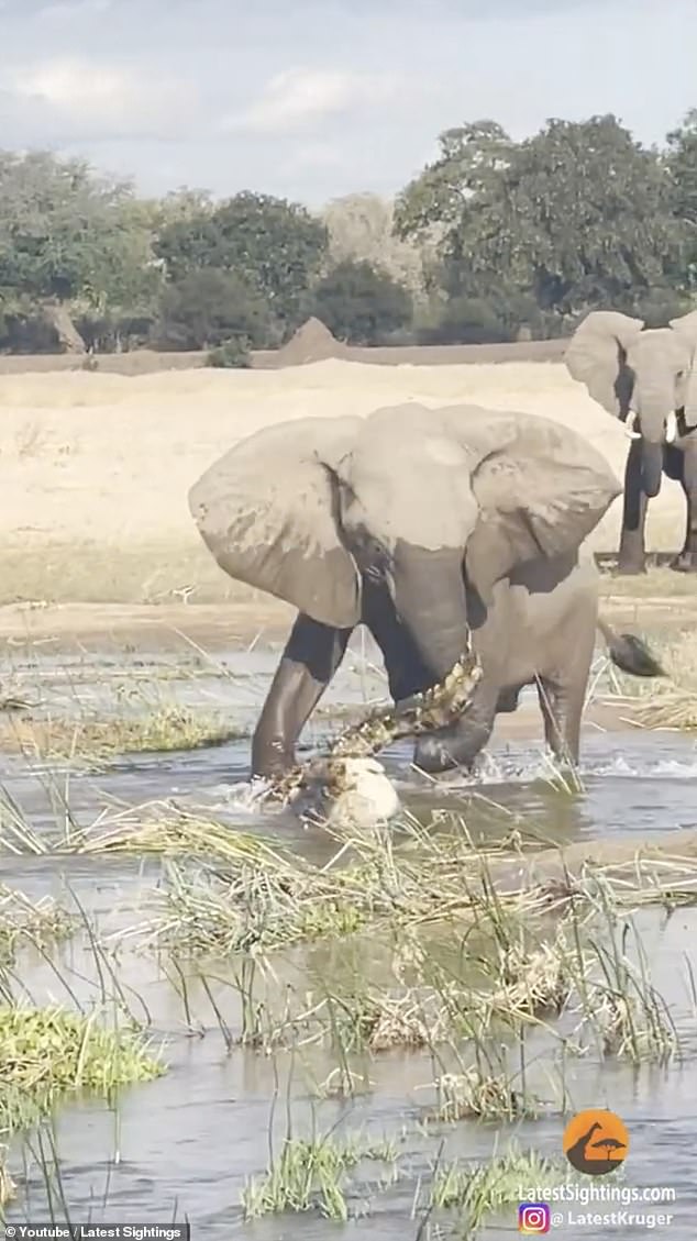 Moment a mother elephant stamps a crocodile to death as it stalks her calf in Zambia 