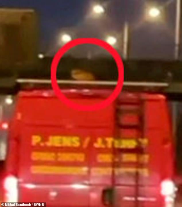 Quick brown fox! Moment a fox is spotted riding down motorway on the roof of a van