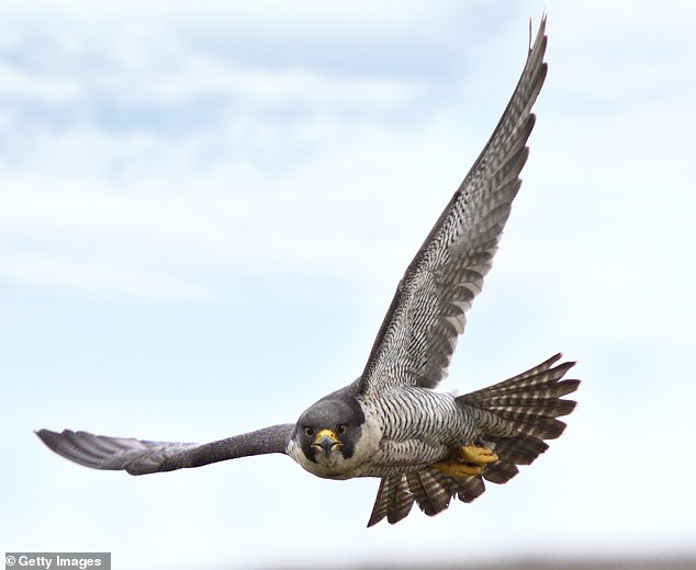In beauty spots across Britain, callous thieves are earning fortunes by snatching falcon eggs