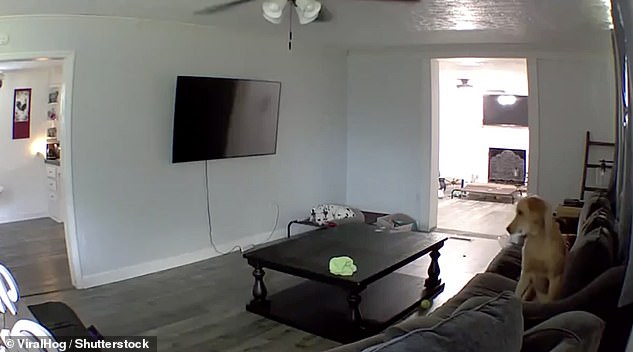 Hilarious moment dog takes no notice when his owner tells him off through home security system