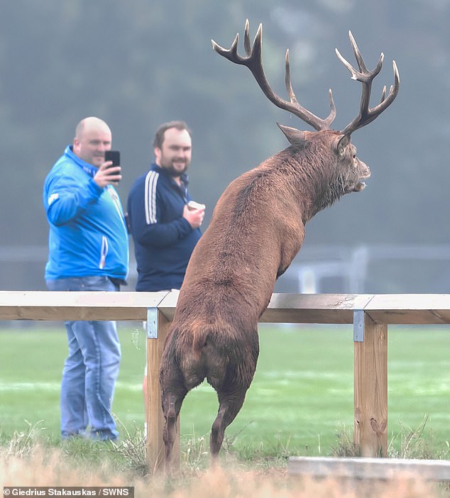 Oh deer! Moment two huge stags stage a pitch invasion at an under-10s football match