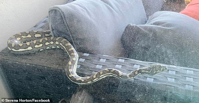 Shocked woman finds a huge serpent slithering on her balcony in Sydney’s Bondi