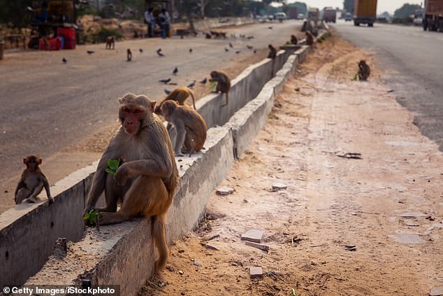 Monkey kills man with a BRICK in India