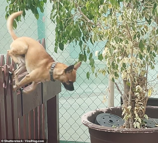 Time out! Runaway dog puts himself in his crate after owner catches him sneaking back into yard 