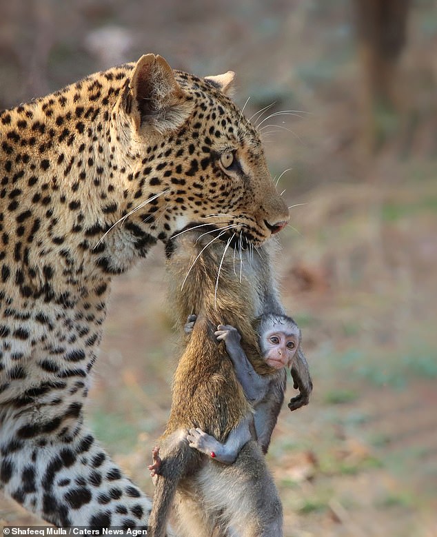 Baby monkey clings to its dead mother as leopard clamps her lifeless body in its jaws