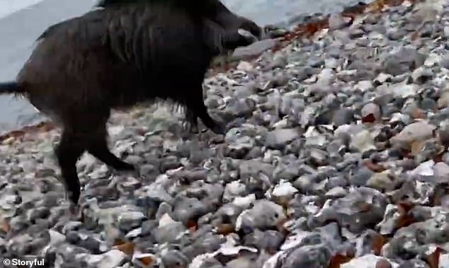 Walker films the moment a wild boar charged at him and bit his leg on a German beach [Video]