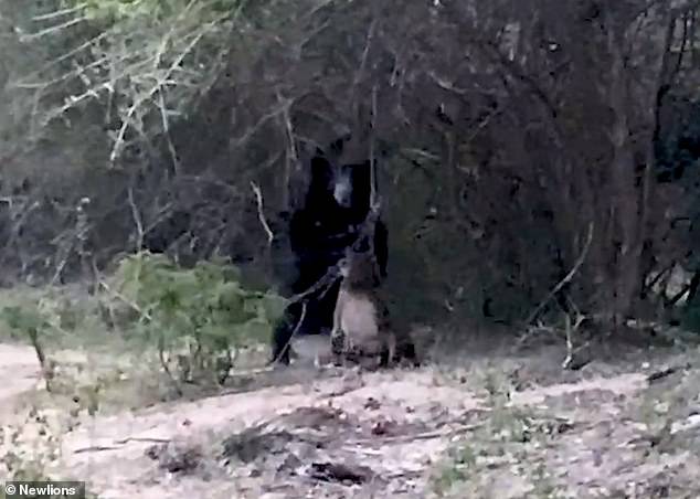 Bear charges to attack leopard but the big cat stands its ground in Sri Lanka [Video]