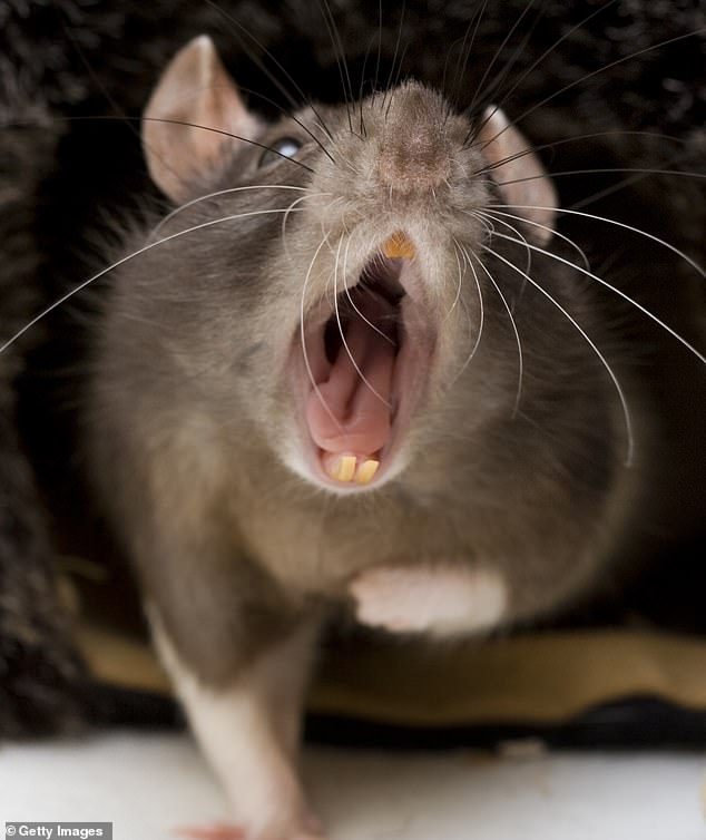 Council worker, 61, who released two RATS into his workplace is jailed for six months