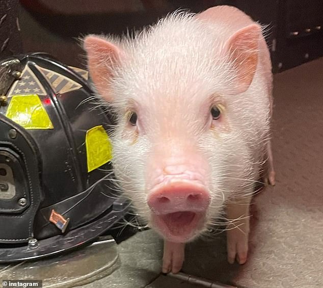 Brooklyn fire house mascot Penny the Fire Pig comes out against vaccine mandate in Instagram post