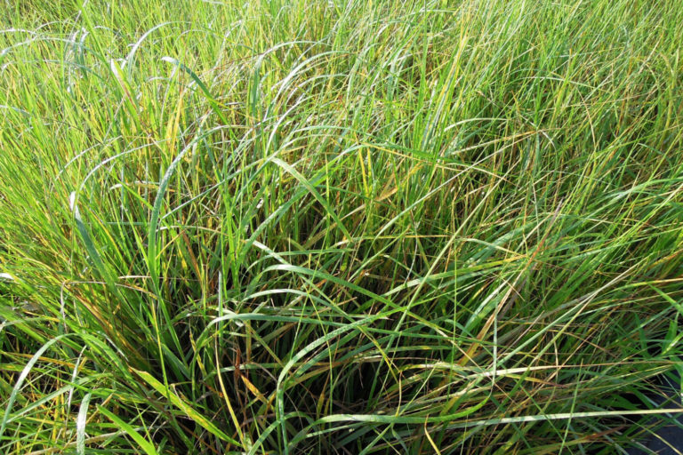 Cordgrass: All you need to know about dominant grass species in salt marshes and coastal beaches