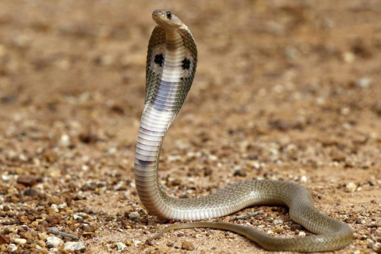 Indian man sentenced to double life imprisonment for killing wife with Cobra snake!