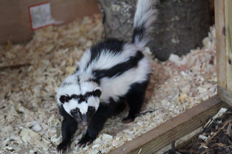 Zorilla: All you need to know about the striped polecat