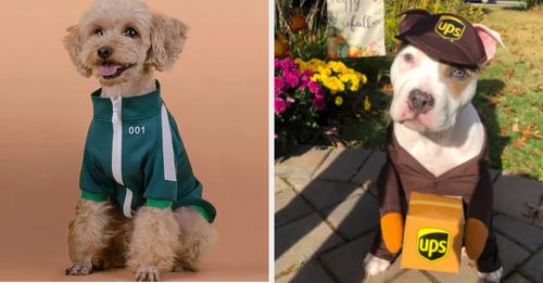 23 Low-Maintenance Pet Costumes And Halloween Accessories You’ll Adore