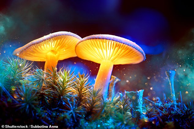 Is there investment magic in mushrooms? How to back psychedelic firms
