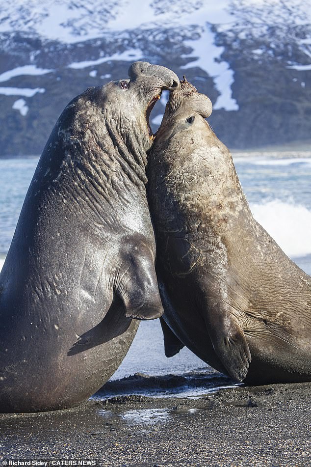 Two male elephant seals barge and bite each other in heavyweight battle to claim beach [Video]