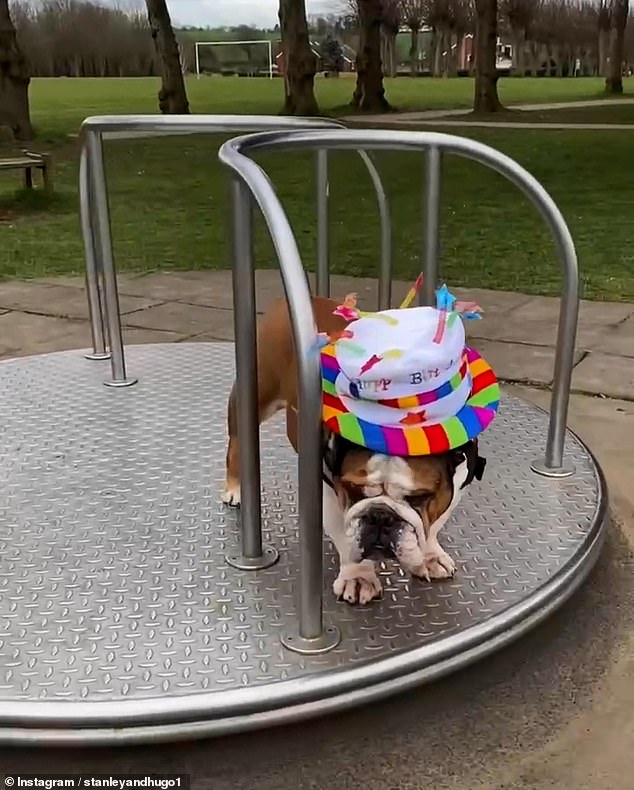 Take me for a spin! Bulldog insists on riding on a roundabout every time he goes to the park [Video]