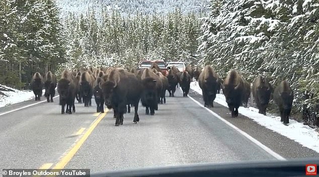 Herd of 150 BISON surround SUV in Yellowstone National Park in ‘once-of-a-lifetime’ experience