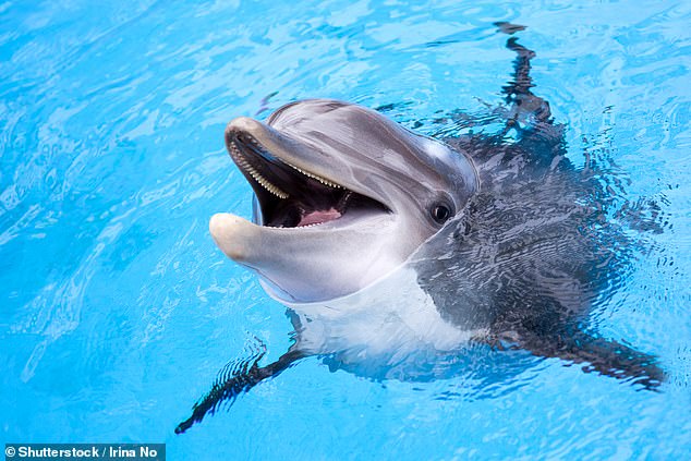 Travel giant Expedia bans sale of 'cruel' holidays with captive dolphins and whales  1