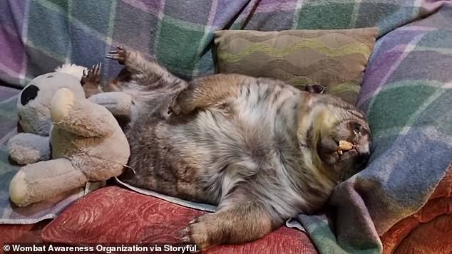 Noah the wombat caught dozing on a couch at Wombat Awareness Organisation refuge in South Australia