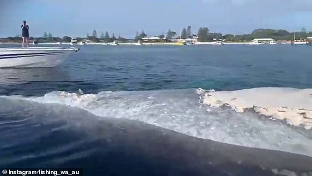 Whale carcass dragged out to deep water after causing shark feeding frenzy off Rottnest Island wharf
