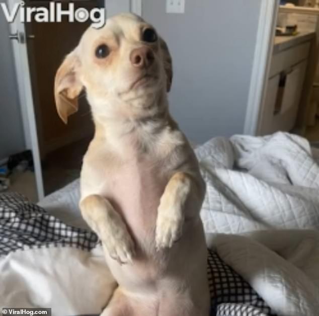 Don’t leave me! Chihuahua begs and pulls a sad face when owner gets ready to go to work [Video]