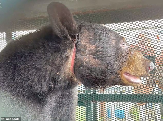 Moment Florida bear is freed from plastic container stuck on its head