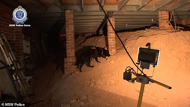 William Tyrell probe Cadaver dogs sniff underneath foster grandmother’s house in Kendall, NSW