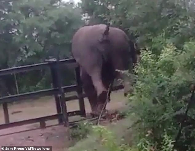 Clumsy Jumbo! Moment elephant gets stuck as it tries to climb over a fence in India [Video]
