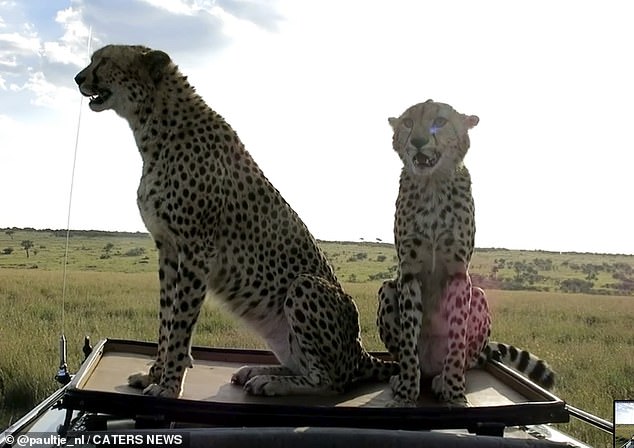 Moment two cheetahs leap onto the roof of safari vehicle and pose inches from photographer [Video]