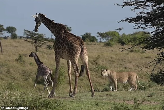 Newborn giraffe fight for its life as it survives lioness mauling [Video]