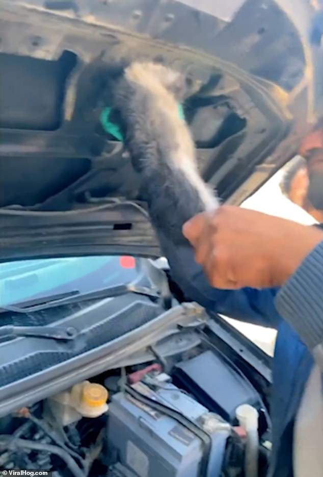 Trapped kitten is pulled out of car bonnet and reunited with its mother in Kurdistan [Video]