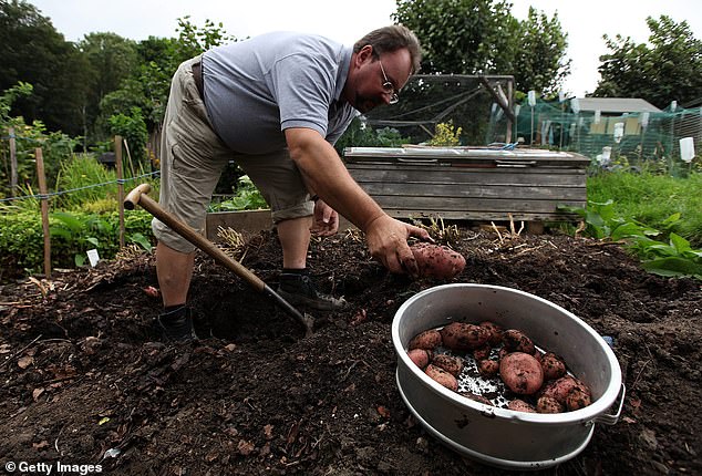 Allotments produce as much food as a farm – and could help reduce our reliance on imports 