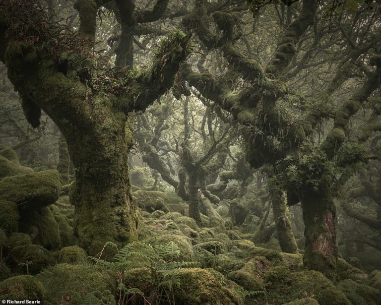 England – or Middle-earth? Photographer Richard Searle captures magical ancient woodlands